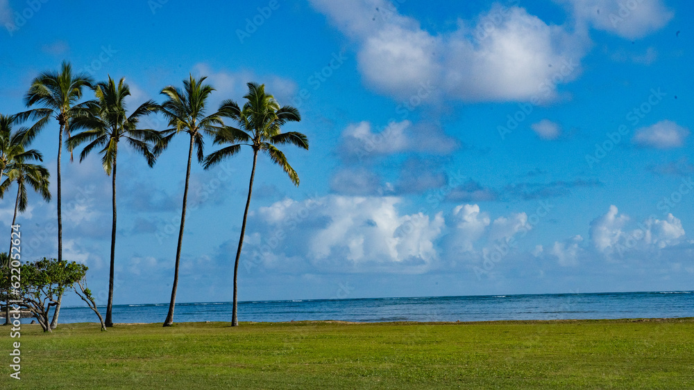 Palm Shore Palm Shore