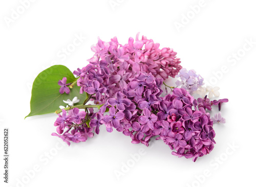 Branches of beautiful lilac flowers with leaf on white background