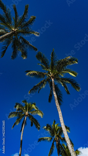 Palm Tree Day Dream