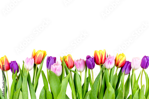 Pink, purple, yellow tulips isolated, flowers arrangement. Isolated flowers frame, isolated tulips border, top view. 