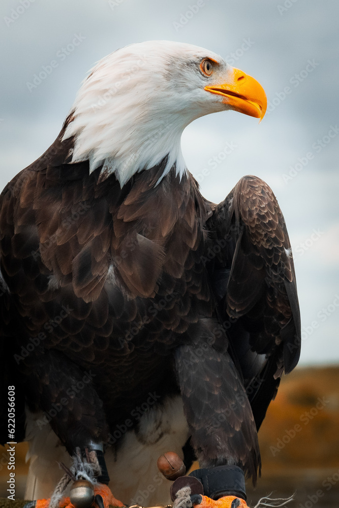 Fototapeta premium american bald eagle in zoo