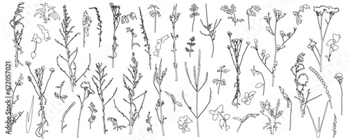 Fototapeta Naklejka Na Ścianę i Meble -  Set of weeds, wild plants in field and forest for architecture and landscape design, contour. Vector illustration