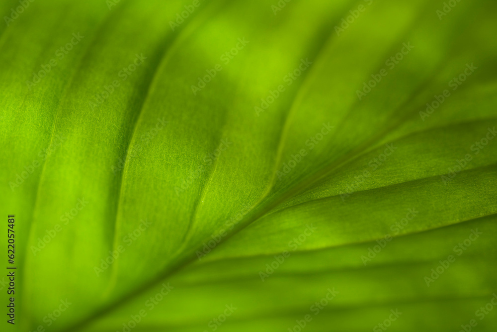Leaf Pattern Leaf Pattern