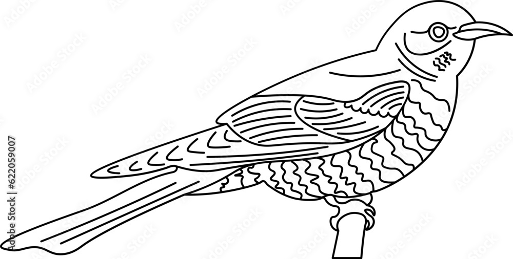 Fototapeta premium Cuckoo Bird Outline Illustration