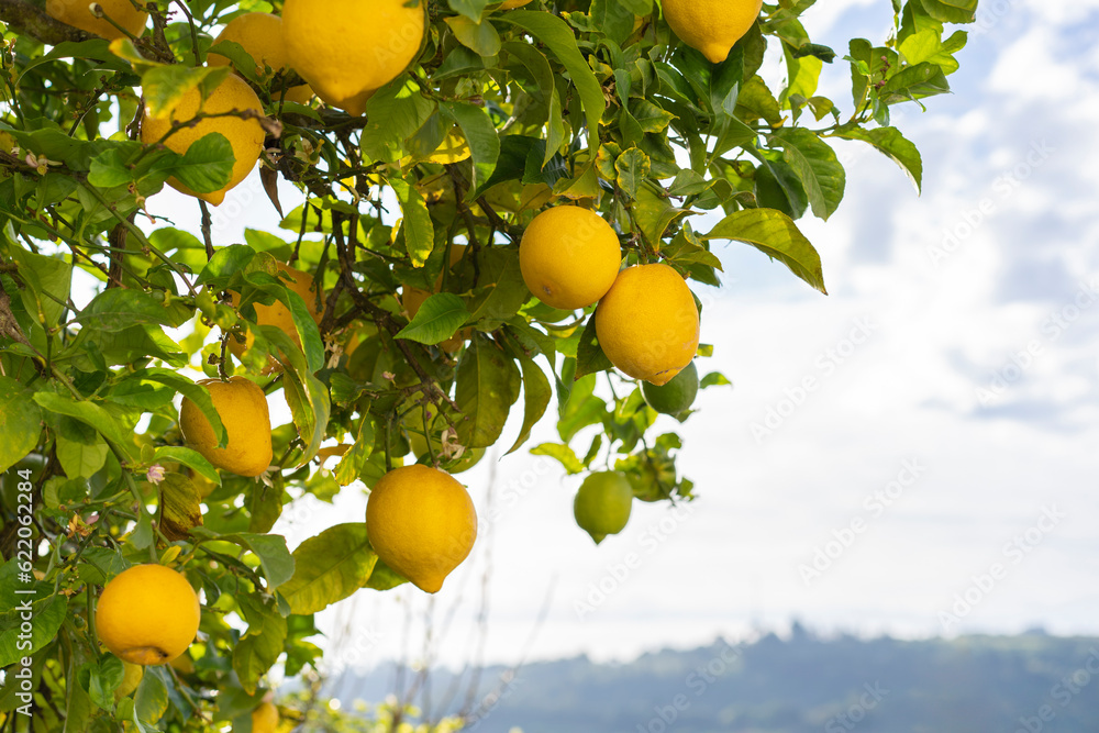 Lemon tree in the sun in the city of Obidos in Portugal