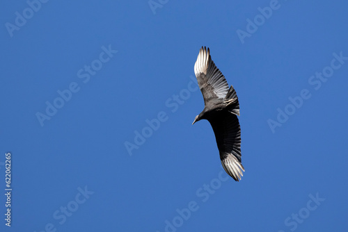 American black vulture also know as Urubu flying in the blue sky . Species Coragyps atratus. New world vulture. Animal world. Birdwatching. Birding photo