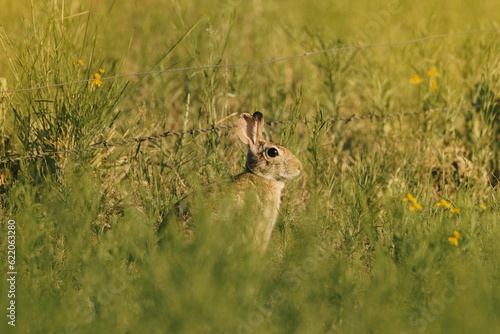 Cute bunny rabbit in Texas landscape for wildlife during summer.