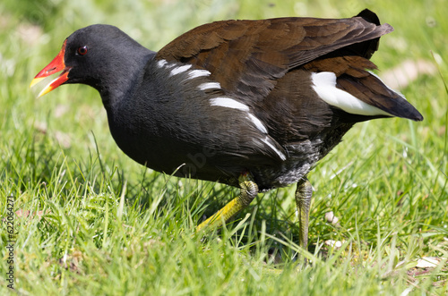 Moorhen feeding on the grass in an English park