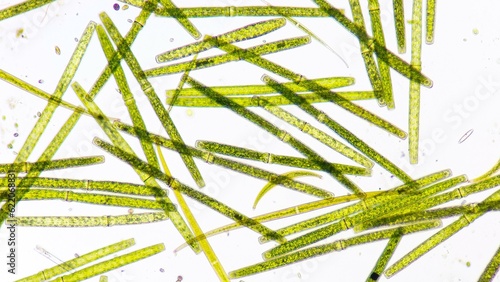 Fotografie Algae blooming under microscope