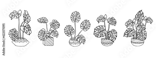 Linear sketches of monstera in flower pots.Vector graphics.