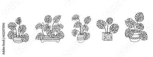 Linear sketches of monstera in flower pots.Vector graphics.