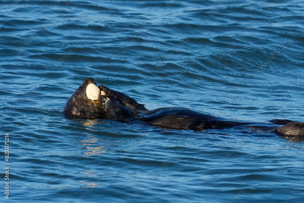 Sea otter eating clam Sea otter eating clam