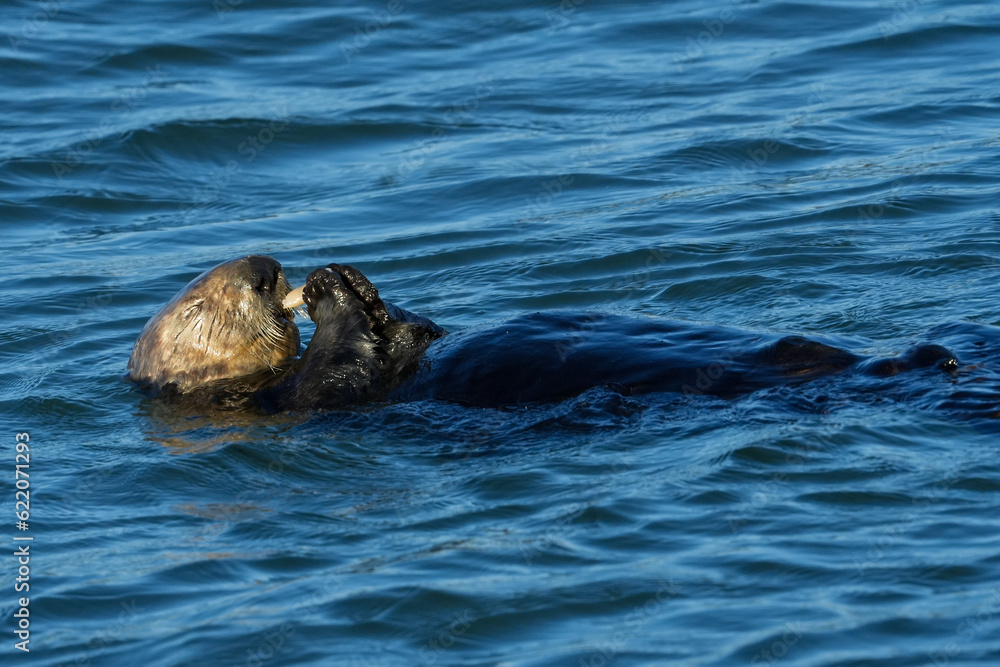 Fototapeta premium Otter eating clam