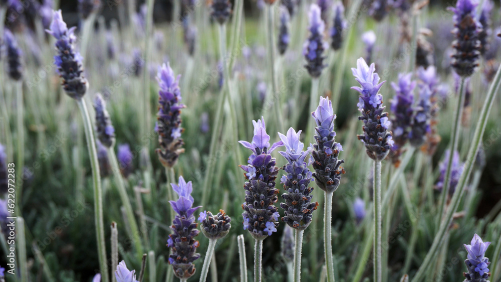 Obraz premium Many Lavender flowers in the field in spring