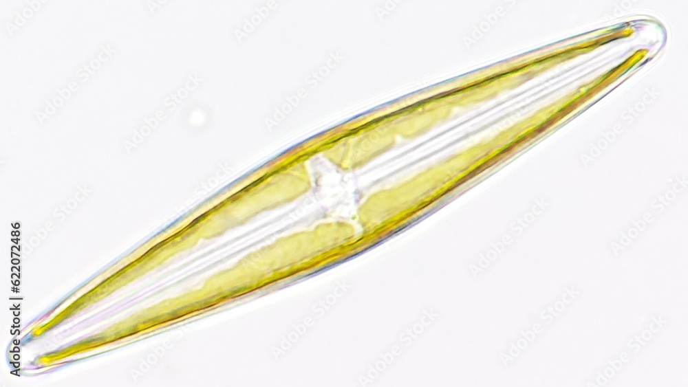 Freshwater diatom, probably Frustulia sp. Collected from the pond. Live cell. Selective focus Freshwater diatom, probably Frustulia sp. Collected from the pond. Live cell. Selective focus