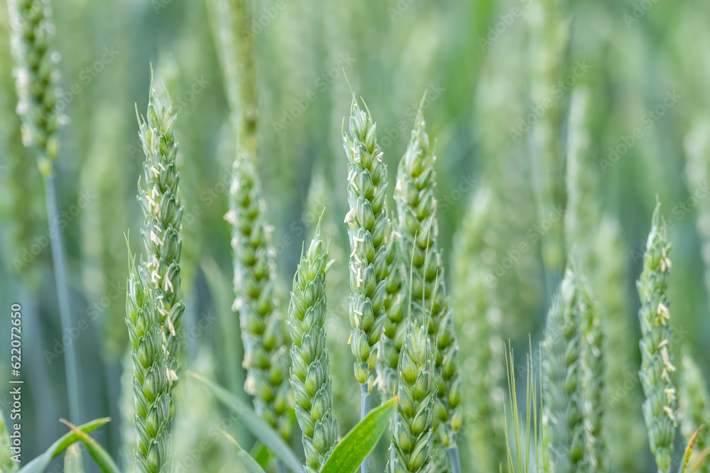 Green spring wheat field crops close-up. Young wheat ears or spikelets with blurred light background