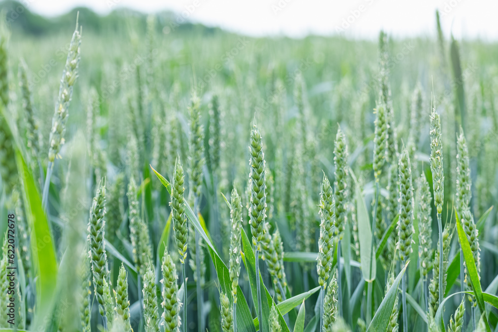 Green spring wheat field crops close-up. Young wheat ears or spikelets with blurred gray sky background. Agriculture in Ukraine Green spring wheat field crops close-up. Young wheat ears or spikelets with blurred gray sky background. Agriculture in Ukraine