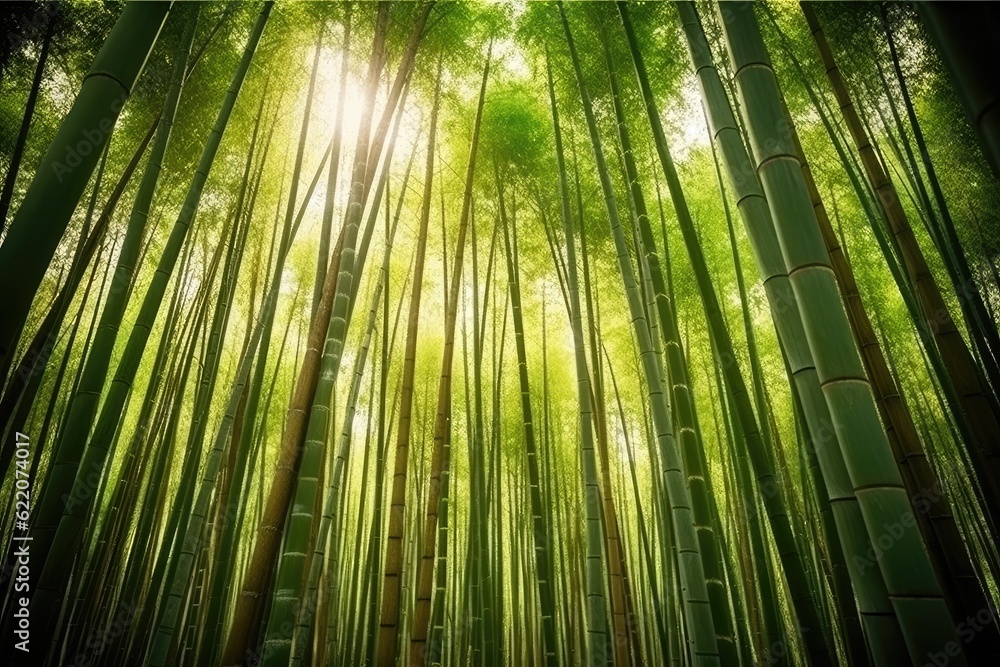Fototapeta premium Beautiful bamboo forest in spring