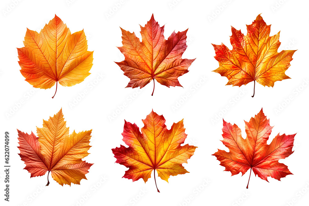 Fototapeta premium Collection of autumn leaves isolated on transparent background