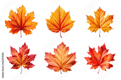 Collection of autumn leaves isolated on transparent background