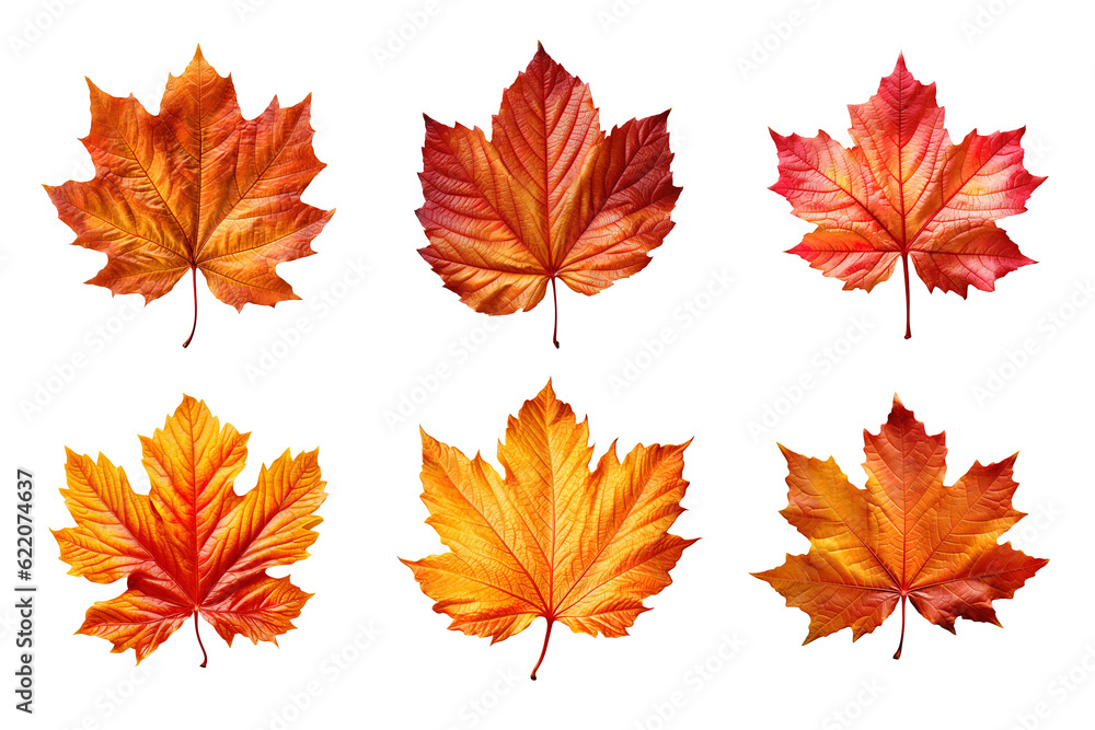 Obraz premium Collection of autumn leaves isolated on transparent background