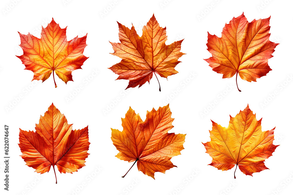 Obraz premium Collection of autumn leaves isolated on transparent background