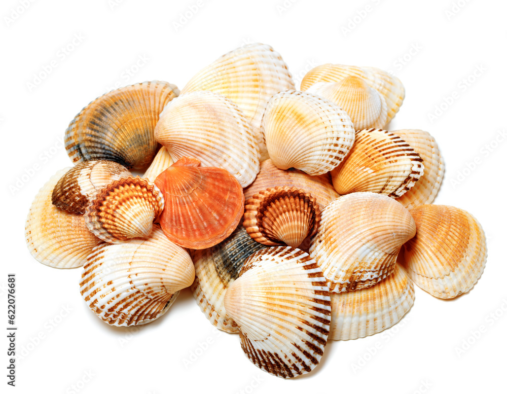 Seashells of anadara and scallop. Isolated on white background