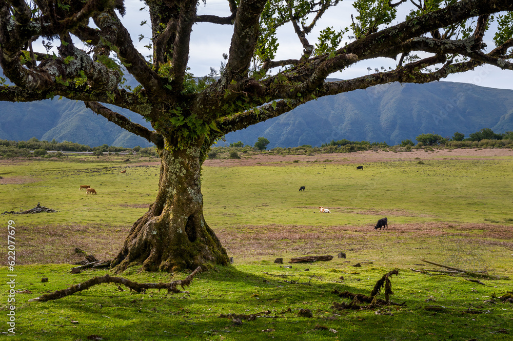 Old unusual tree and cows in the green fields of Fanal national park. Madeira island, Portugal. Old unusual tree and cows in the green fields of Fanal national park. Madeira island, Portugal.