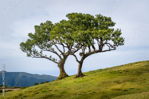 Two lonely trees growing in the hills of Madeira mountain plateau. Hiking routes of Fanal forest, Madeira island, Portugal.