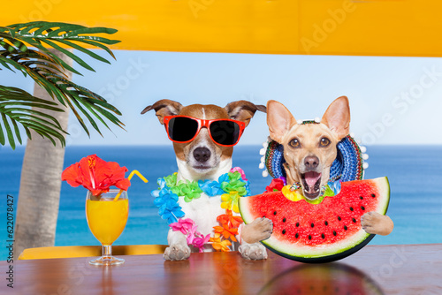 funny couple of dogs drinking cocktail at the bar in a  beach club party with ocean view on summer vacation holidays, eating a fresh juicy watermelon © Designpics