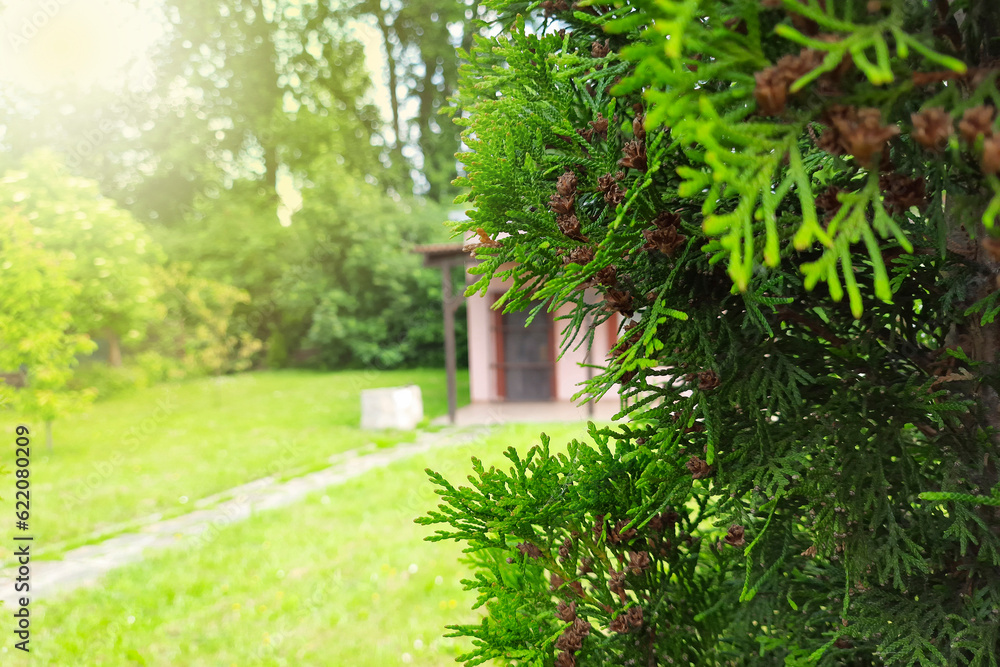 Small countryside house hidden behind the branches of coniferous tree. Gardening allotment with a small cottage in Europe, Poland. Country houses with a barbecue area on a sunny summer day. Small countryside house hidden behind the branches of coniferous tree. Gardening allotment with a small cottage in Europe, Poland. Country houses with a barbecue area on a sunny summer day.