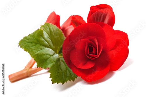 Fototapete Red Begonia flower