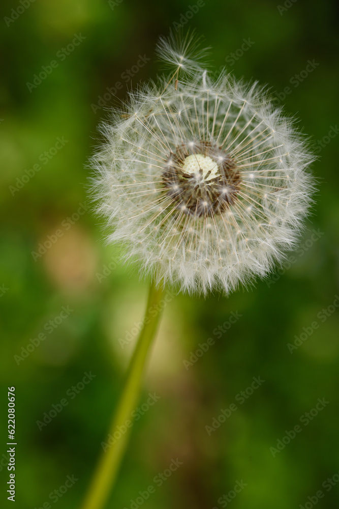 Dandelion blowball Dandelion blowball