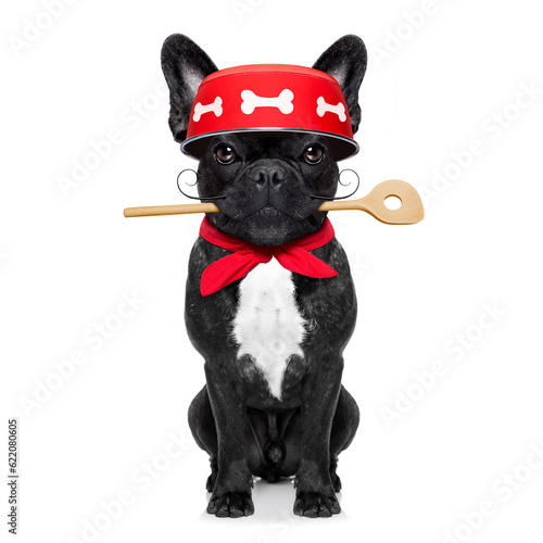 french bulldog dog chef cook  with kitchen spoon in mouth, isolated on white background © Designpics