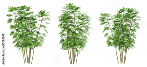 Rhapis humilis palm tree on transparent background, png plant, 3d render illustration.
