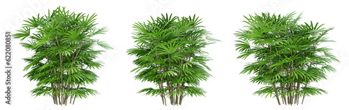 Rhapis humilis palm tree on transparent background, png plant, 3d render illustration. photo