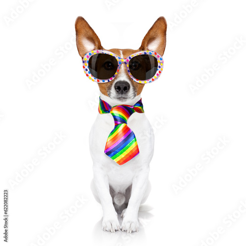 crazy funny gay dog proud of human rights ,sitting and waiting, with rainbow flag and sunglasses, isolated on white background © Designpics