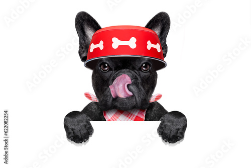 hungry  french bulldog  dog holding food bowl and licking with tongue, behind banner or placard, isolated on white background © Designpics