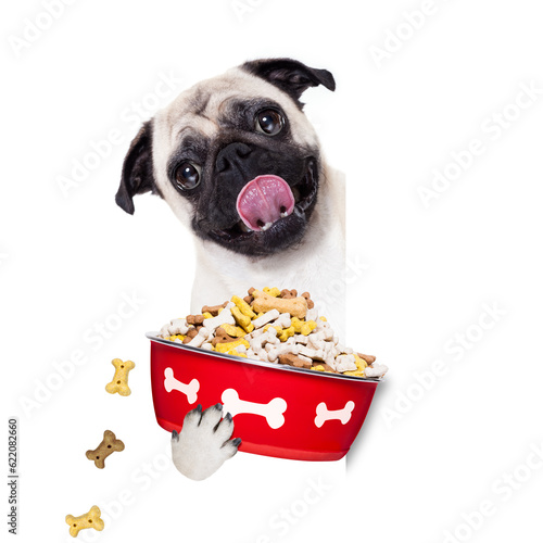 hungry  pug  dog holding food bowl and licking with tongue, isolated on white background © Designpics