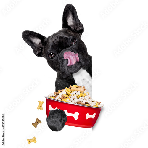 hungry  french bulldog  dog holding food bowl and licking with tongue, isolated on white background © Designpics