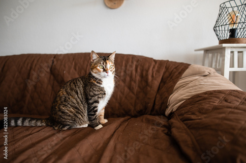 Cute tricolor tabby cat walking on sofa photo