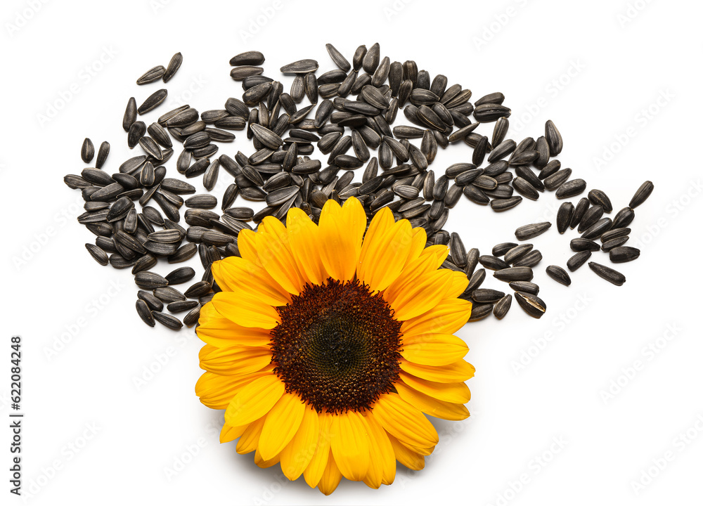 Fototapeta premium Sunflower with heap of seeds isolated on white background