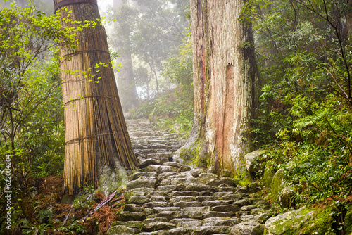 The Kumano Kodo trail, a sacred trail in Nachi, Wakayama, Japan. photo