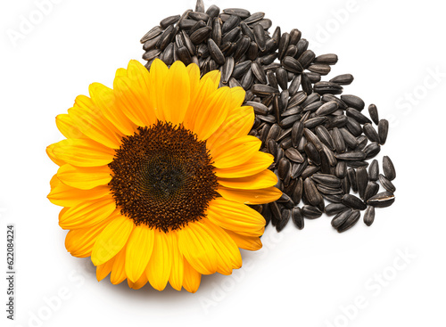 Sunflower with heap of seeds isolated on white background