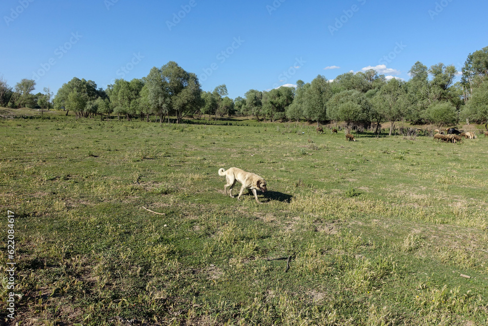 Obraz premium a shepherd dog waiting for his flock, a guard dog,