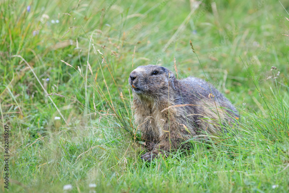 Alpine marmot (Marmota marmota) in grass. French Alps Alpine marmot (Marmota marmota) in grass. French Alps