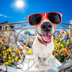 silly dumb crazy jack russell dog portrait in close up fisheye lens look on balcony on summer vacation holidays, sticking out tongue