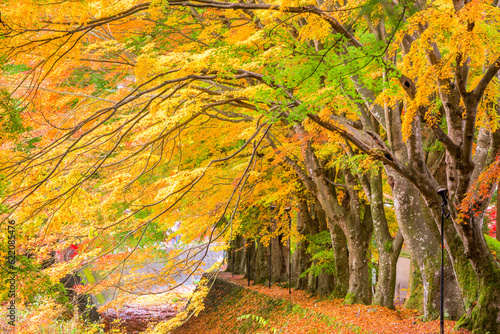 Maple Corridor near Kawaguchi Lake and Mt. Fuji, Japan during autumn.