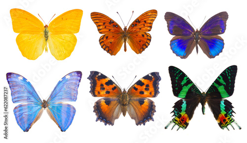 set of multicolored tropical flying batterflies isolated over white background