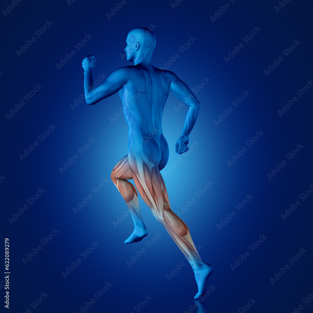 3D blue medical figure with partial muscle map in running pose